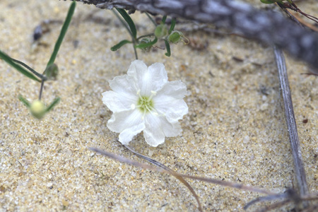 Pickering's Morning-glory