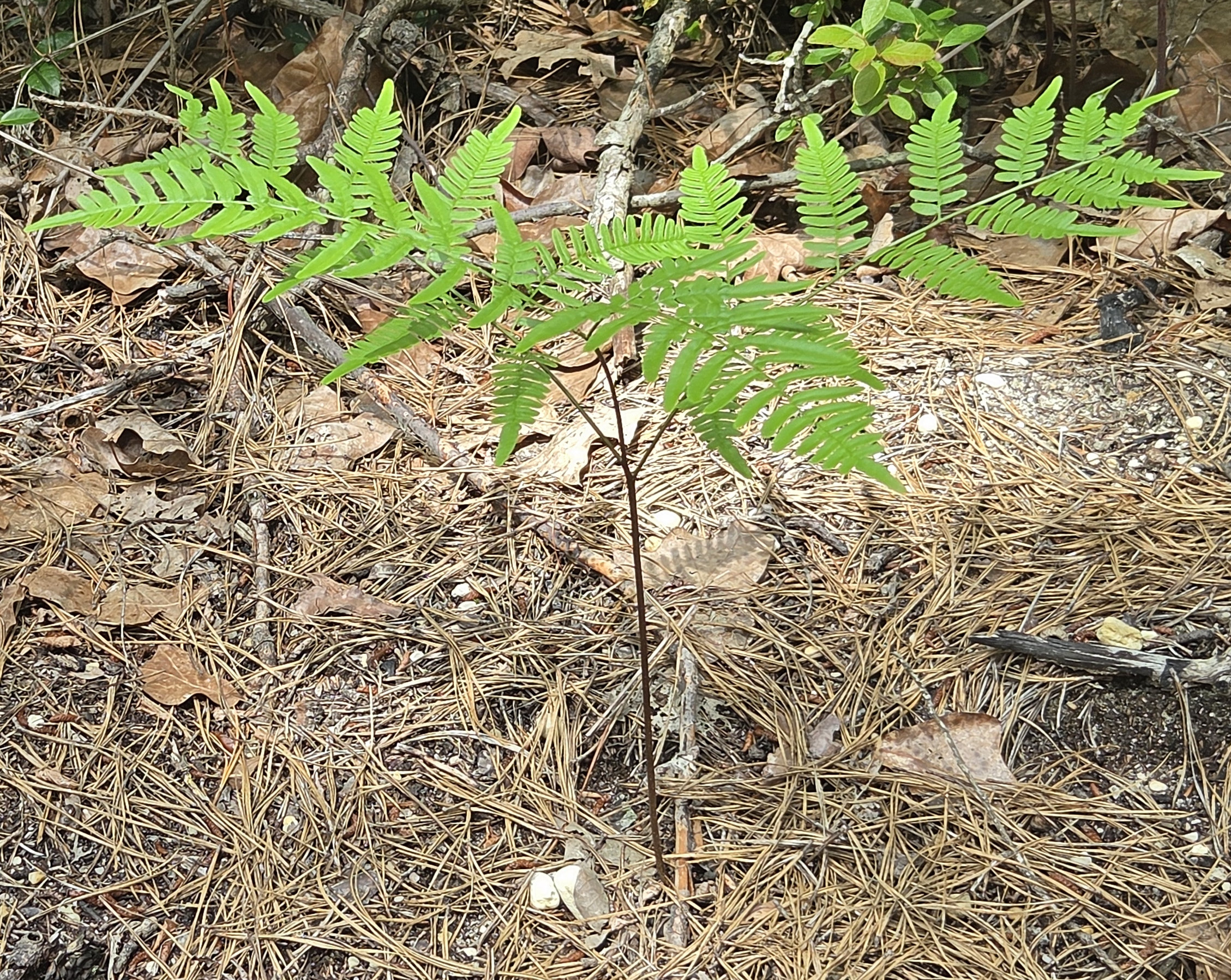 Bracken Fern photograph