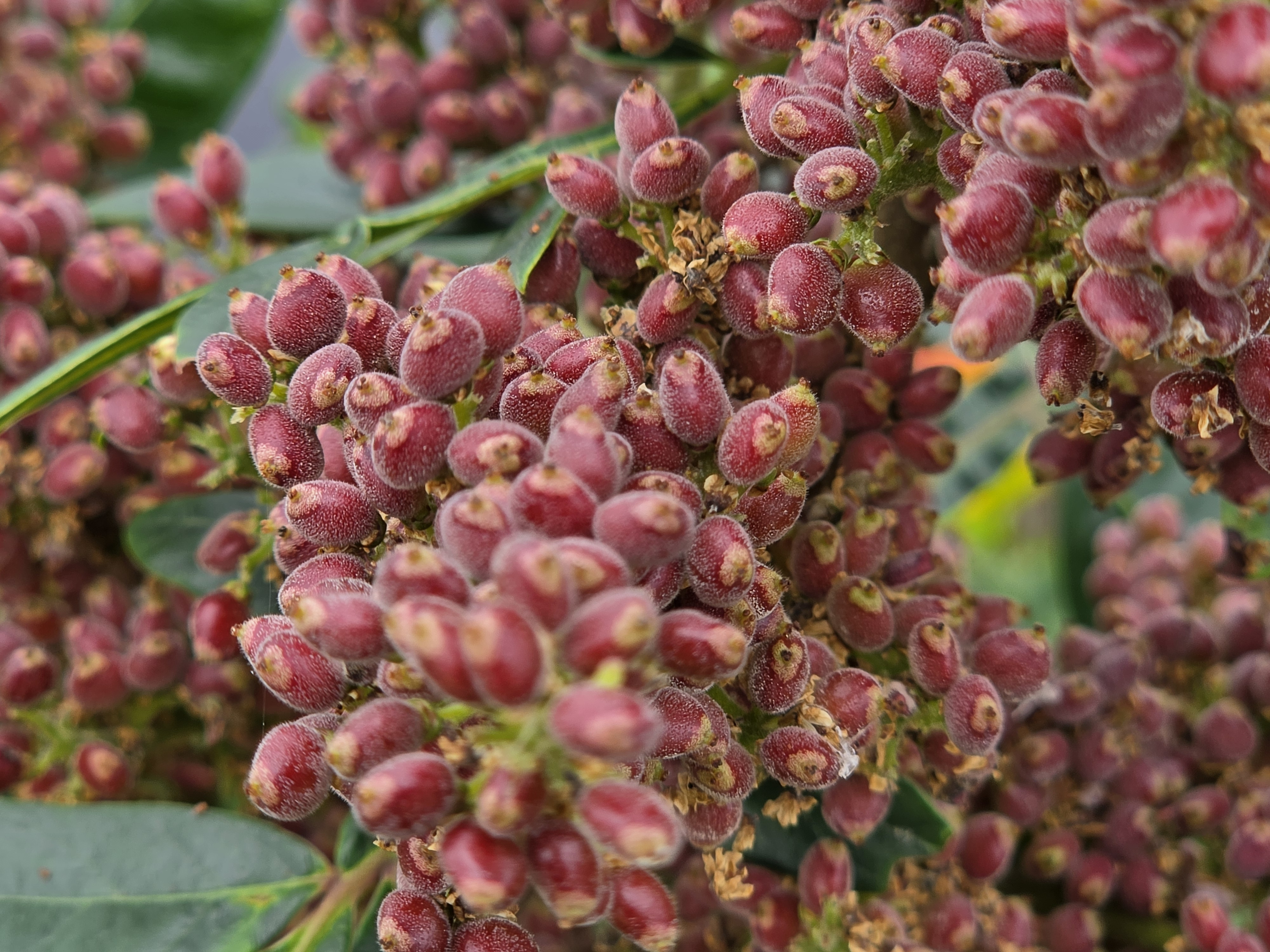 Dwarf or Winged Sumac photograph