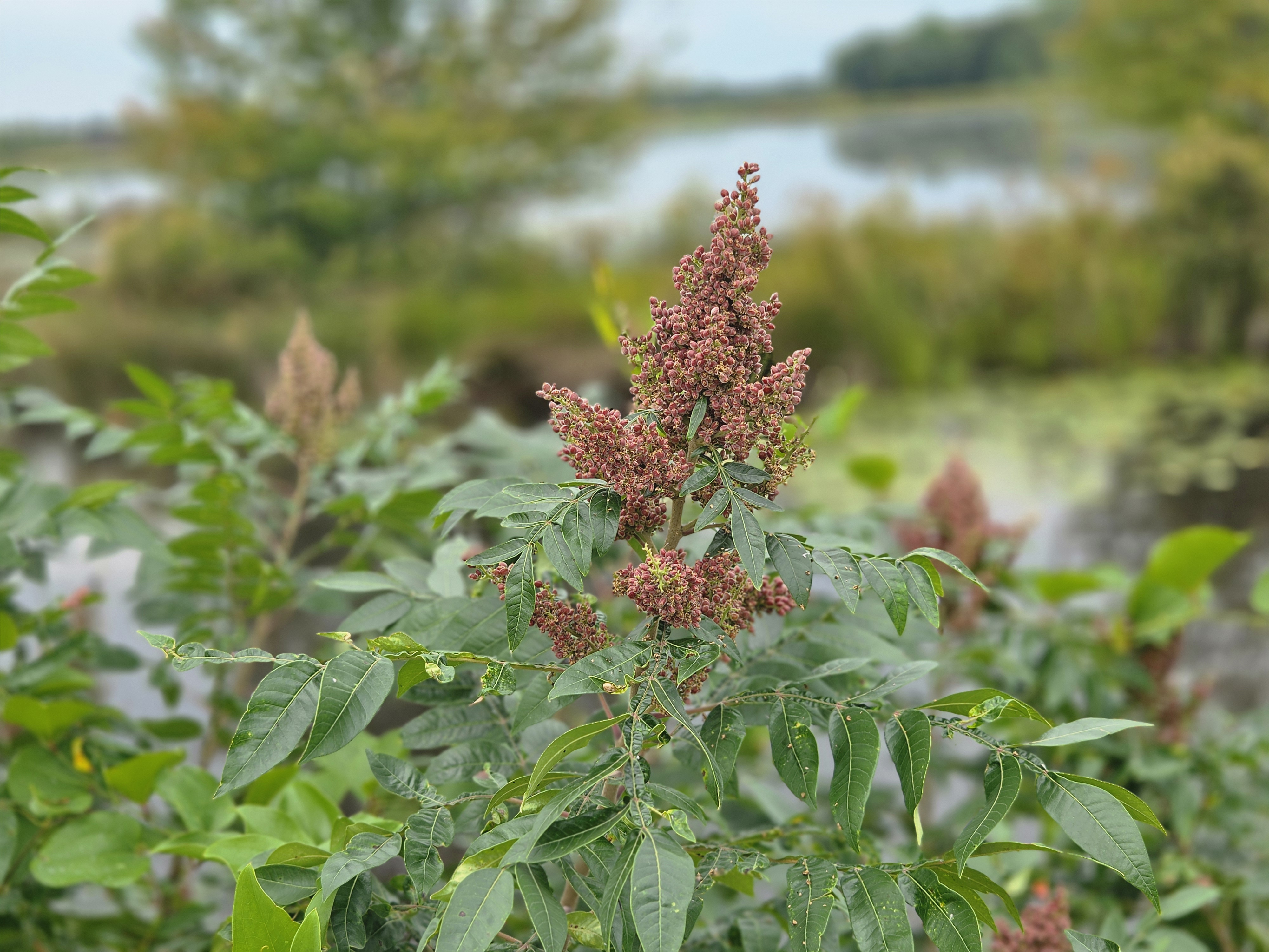Dwarf or Winged Sumac photograph