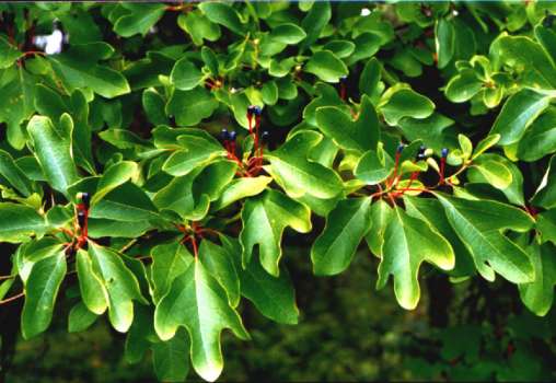 Sassafras photograph