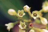 Indian-Hemp - Apocynum cannabinum - pg# 200