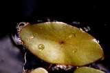 Water-shield - Brasenia schreberi - pg# 150