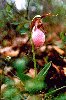Pink Lady's-slipper/Moccasin-flower - Cypripedium acaule - pg# 178