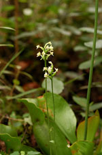 Green Woodland Orchid