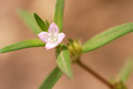 Rough Buttonweed - Diodia teres - pg# 204