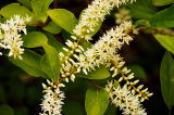 Virginia Willow - Itea virginica - pg# 120