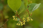 Greenbrier, Common/Catbr - Smilax rotundifolia - pg# 138