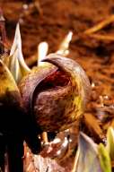 Skunk Cabbage - Symplocarpus foetidus - pg# ---