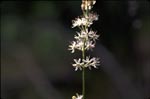 False Asphodel - Tofieldia racemosa - pg# 174
